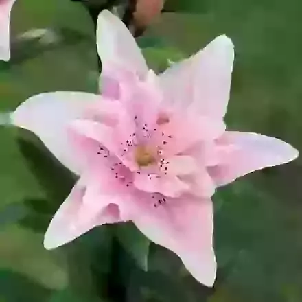 Asiatic Hybrids